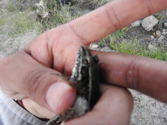 Lithobates neovolcanicus