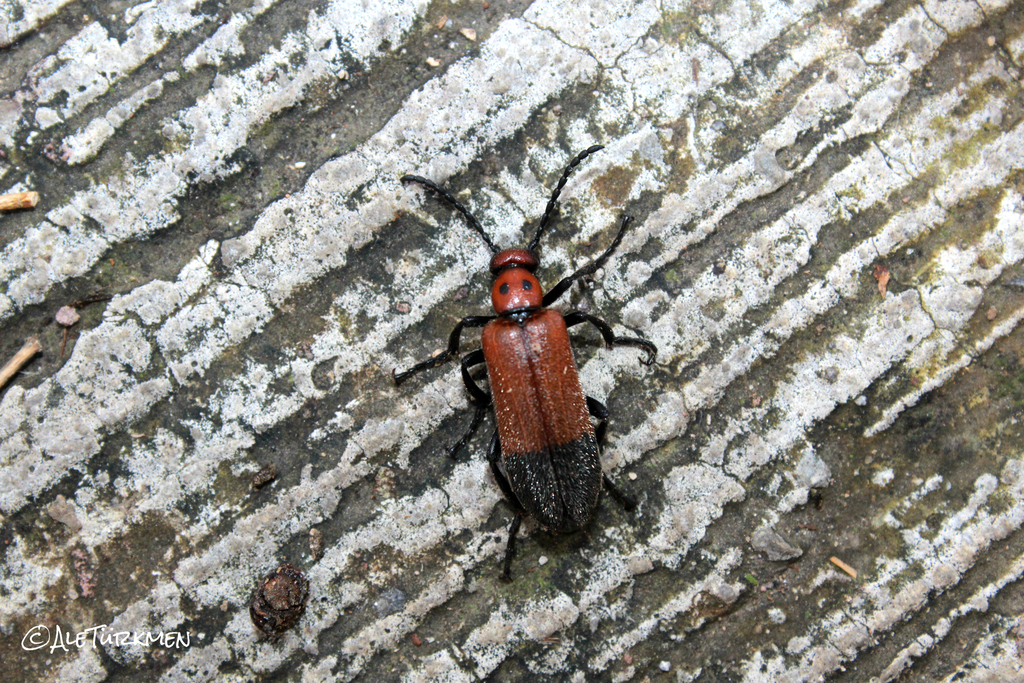Lytta proteus