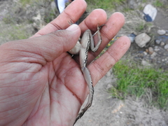 Lithobates neovolcanicus