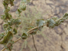 Atriplex argentea expansa