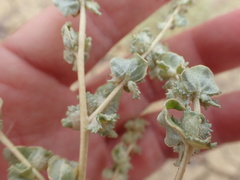 Atriplex argentea expansa