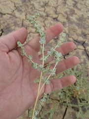 Atriplex argentea expansa
