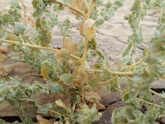 Atriplex argentea expansa
