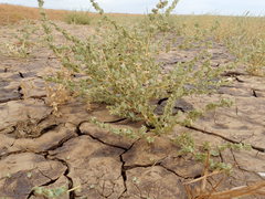 Atriplex argentea expansa