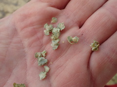 Atriplex argentea expansa
