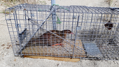 Gallirallus australis hectori