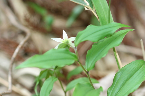 Image of Disporum smilacinum by (c) Daniel J. Layton, some rights reserved (CC BY)