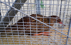 Gallirallus australis hectori