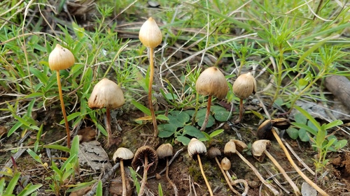 Teonanácatl (Psilocybe mexicana)