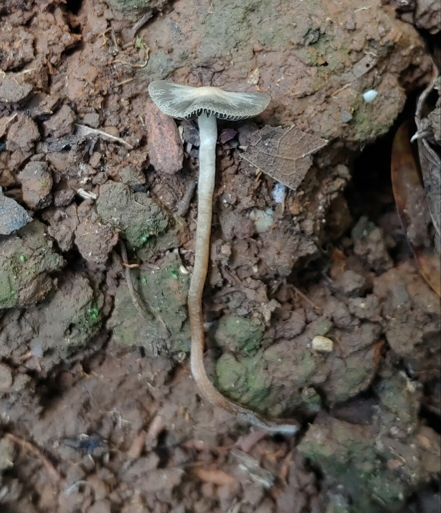 Panaeolus sylvaticus