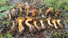 Calocybe naucoria