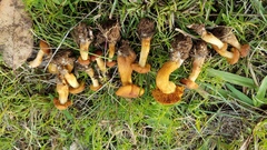 Calocybe naucoria