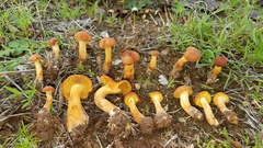 Calocybe naucoria