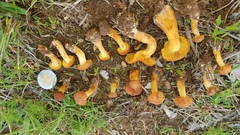 Calocybe naucoria