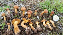 Calocybe naucoria