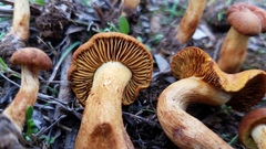 Calocybe naucoria