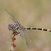 Five-striped Leaftail - Photo (c) Greg Lasley, some rights reserved (CC BY-NC), uploaded by Greg Lasley