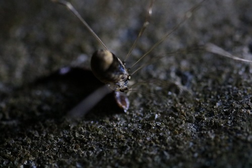 Leiobunum blackwalli