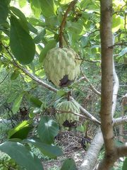 Annona macroprophyllata