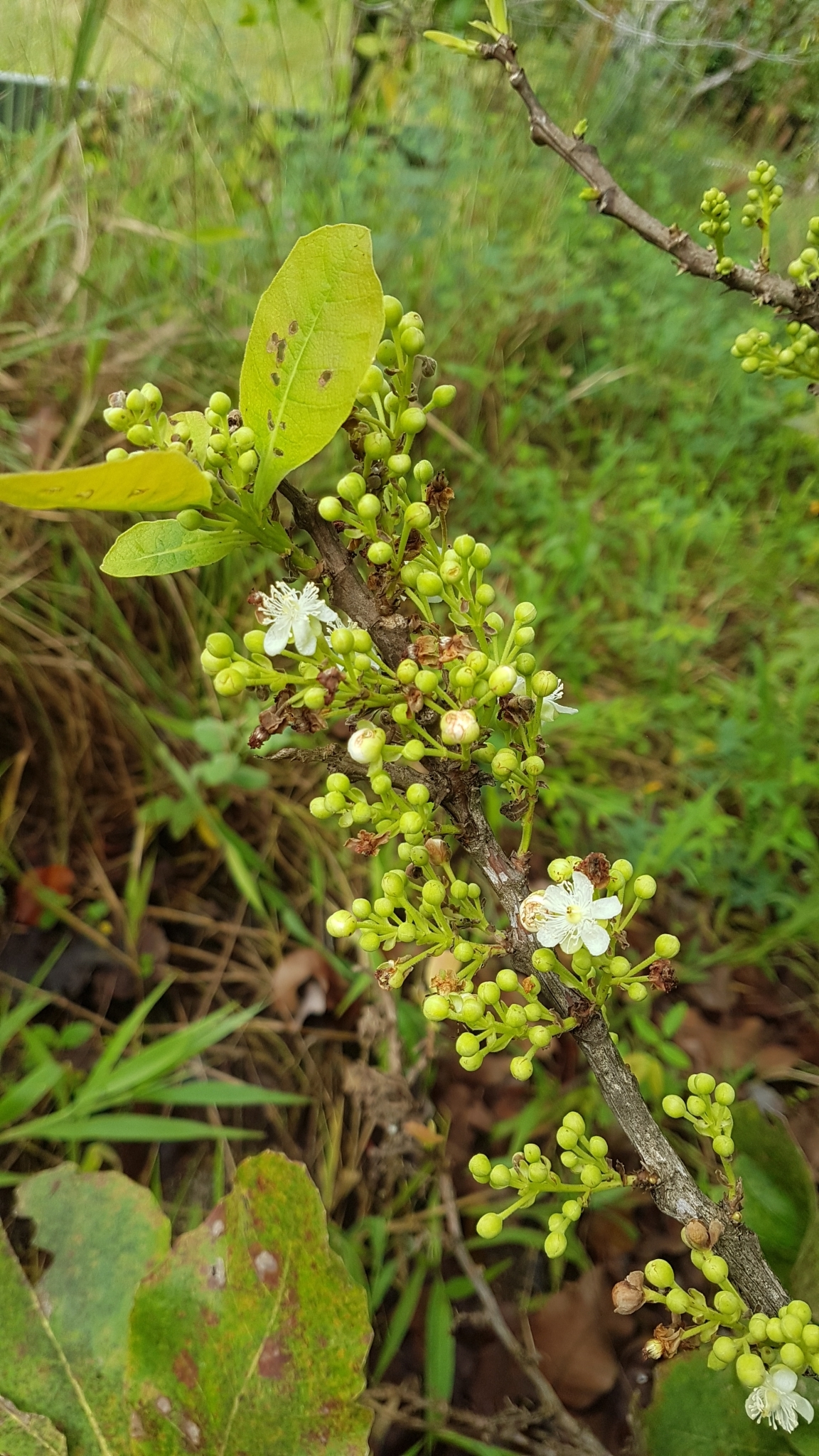 Curatella americana L.