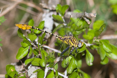 Dromogomphus spoliatus