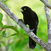 Yellow-billed Cacique - Photo (c) Ad Konings, some rights reserved (CC BY-NC), uploaded by Ad Konings
