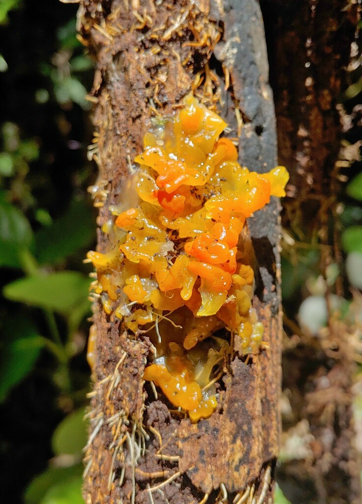 Tremella dysenterica