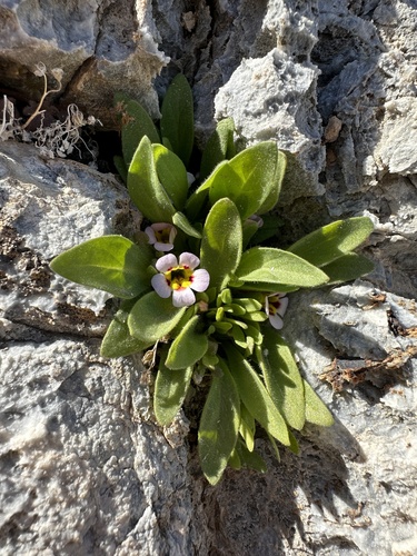 Death Valley monkeyflower (Diplacus rupicola)