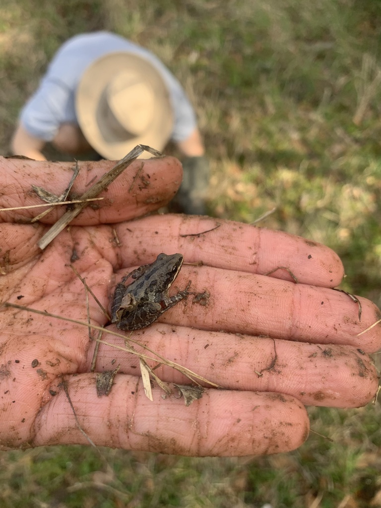 Southern Chorus Frog in March 2023 by Justin · iNaturalist