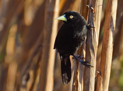 Yellow-Billed Cacique photo 2