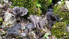 Thelephora caryophyllea