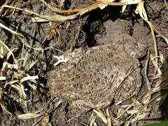 Anaxyrus compactilis