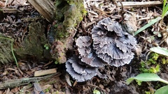 Thelephora caryophyllea