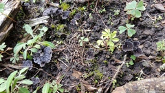 Thelephora caryophyllea