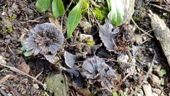 Thelephora caryophyllea
