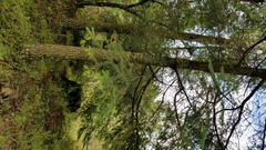 Thelephora caryophyllea