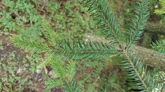 Thelephora caryophyllea
