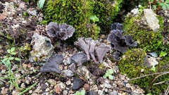Thelephora caryophyllea