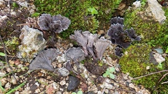 Thelephora caryophyllea