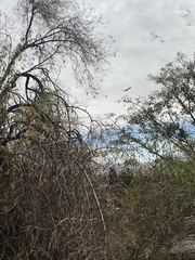 Colaptes auratus