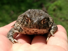 Anaxyrus compactilis