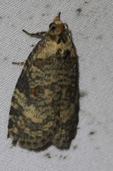 Cryptoptila australana