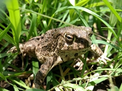 Anaxyrus compactilis