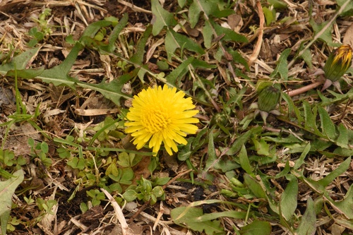 Vaalbruine paardenbloem (Taraxacum fulvum)