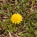 Cinnamon-fruited Dandelion - Photo (c) Aidan Campos, some rights reserved (CC BY-NC), uploaded by Aidan Campos