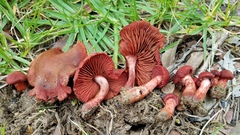 Cortinarius marylandensis