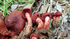 Cortinarius marylandensis