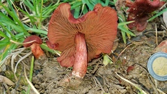 Cortinarius marylandensis