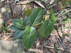 Vincetoxicum hirsutum, photograph 黃美滿, CC BY, iNaturalist via GBIF