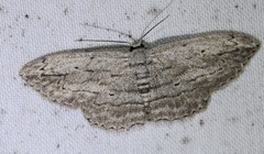Scopula desita